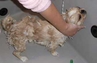 Clínica Veterinária Zello - Foto 1