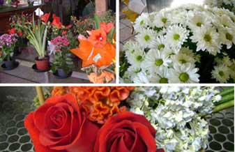 Encanto Flores Floricultura - Foto 1