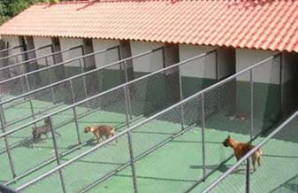 Cão Chick Hotel P/Cães - Foto 1
