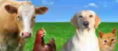 produtos-veterinarios-em-campinas-1426087301