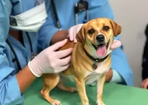 Prefeitura Municipal de Campinas