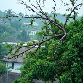 chuva em Campinas