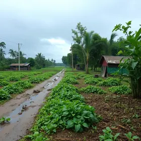 Chuvas atípicas Campinas hortaliças